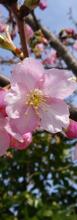 画像: 桜の花咲く前の頃