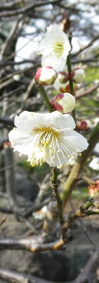 画像: 桜の花と花筏