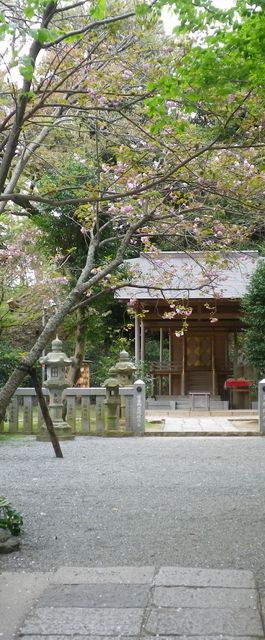 画像: 桜の開花の時期