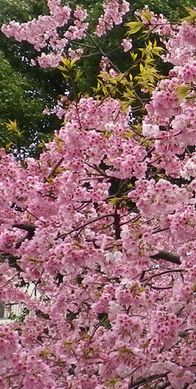 画像: 冬の寒さと桜の花