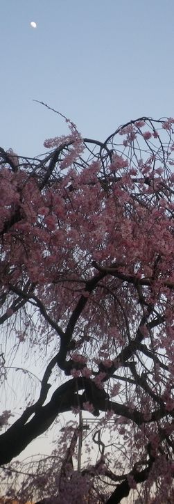 画像: 宵の月と桜の花