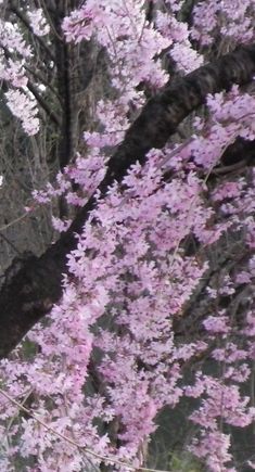 画像: 桜の花の楽しみ