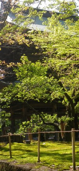 画像: 新緑の頃と草花