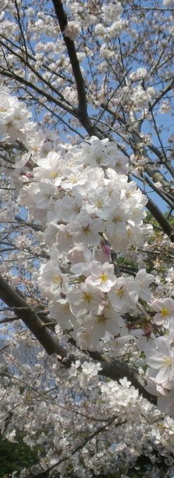 画像: 咲いていた桜の花