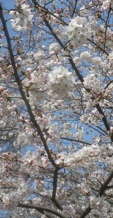 画像: 桜の花と花弁と