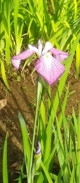 画像: 季節の花と風情と