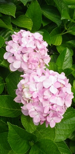 画像: 高い湿度と長雨