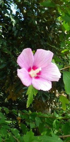 画像: 槿の花と芙蓉の花