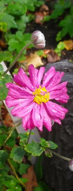 画像: 雨後の草花