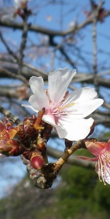 画像: 穏やかな冬のお天気