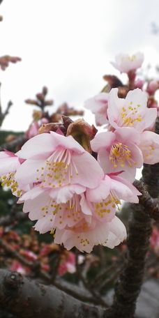 画像: 梅の花と春の季節