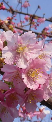 画像: 春の花の季節へ