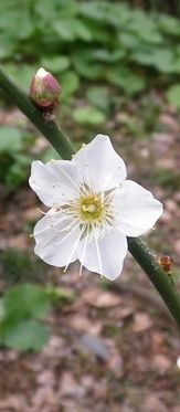 画像: 早咲きの桜と梅の花