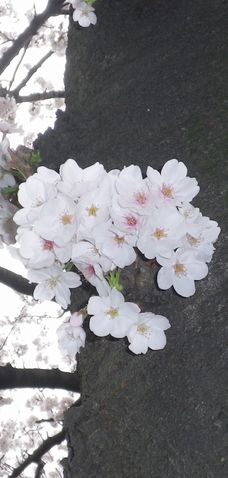 画像: 桜の開花と寒さの残る頃