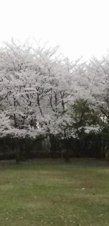 画像: 桜の開花の期間