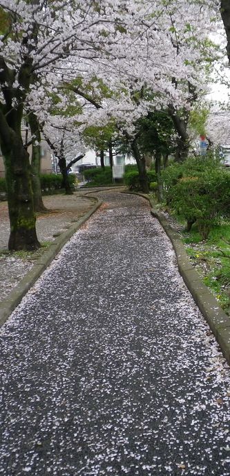 画像: 藤の花の咲く頃