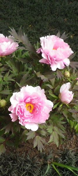 画像: 牡丹と芍薬の花