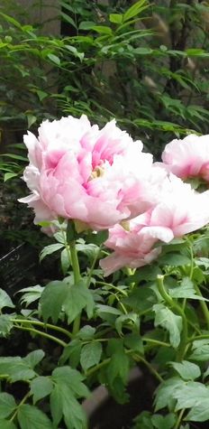 画像: 夏の季節へ向けて