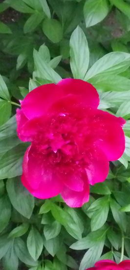 画像: 季節の花の事など
