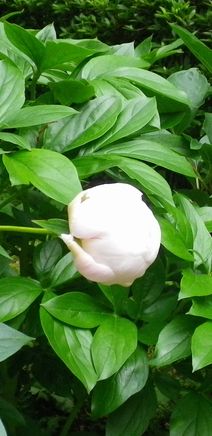 画像: 涼しさと梅雨の季節