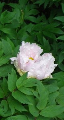 画像: 紫陽花のお寺