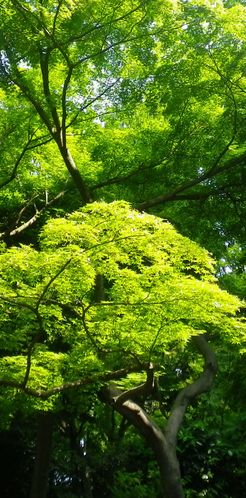 画像: 夏の近づく頃