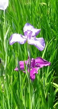 画像: 高い気温と夏の季節
