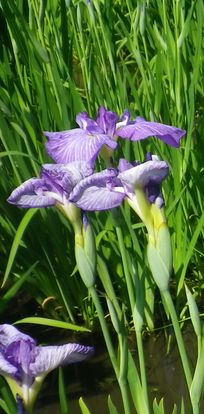 画像: 季節の花と休日のこと