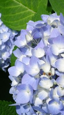 画像: 6月の終わりの頃