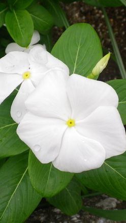 画像: 夏休みの予定