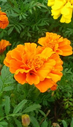 画像: 夏の期間の長さ