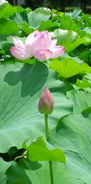 画像: 暑さと夏祭り