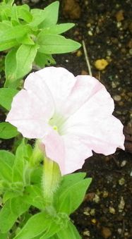 画像: 夏の季節の長さ