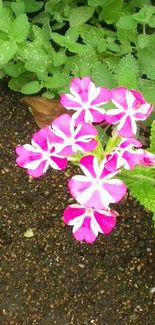 画像: 夏本番の頃