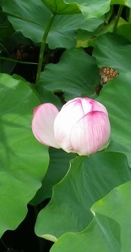 画像: 晩夏と初秋の時期