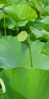 画像: 8月の中頃
