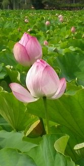 画像: 雨と蒸し暑さ