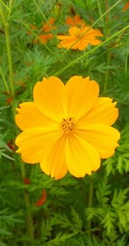 画像: 夏休みの終わりの頃