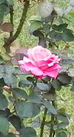 画像: 秋の花のこと