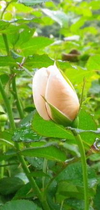 画像: 野菜の新芽