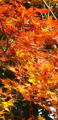 画像: 少し遅めの紅葉