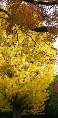 画像: 雨の後の紅葉