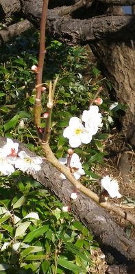 画像: 公園の草花