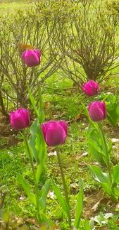 画像: 春の菜園