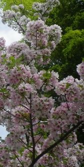 画像: 桜の花、ゆっくり長く