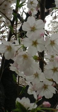 画像: 春の雨と桜の花