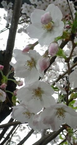 画像: 長く楽しめた桜の花