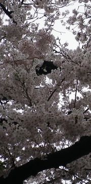 画像: 桜の花と春の雨