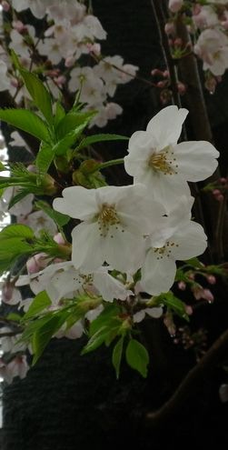 画像: 春の花と気温の高さ