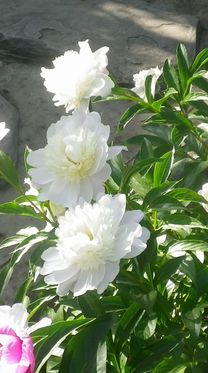 画像: 初夏の気温